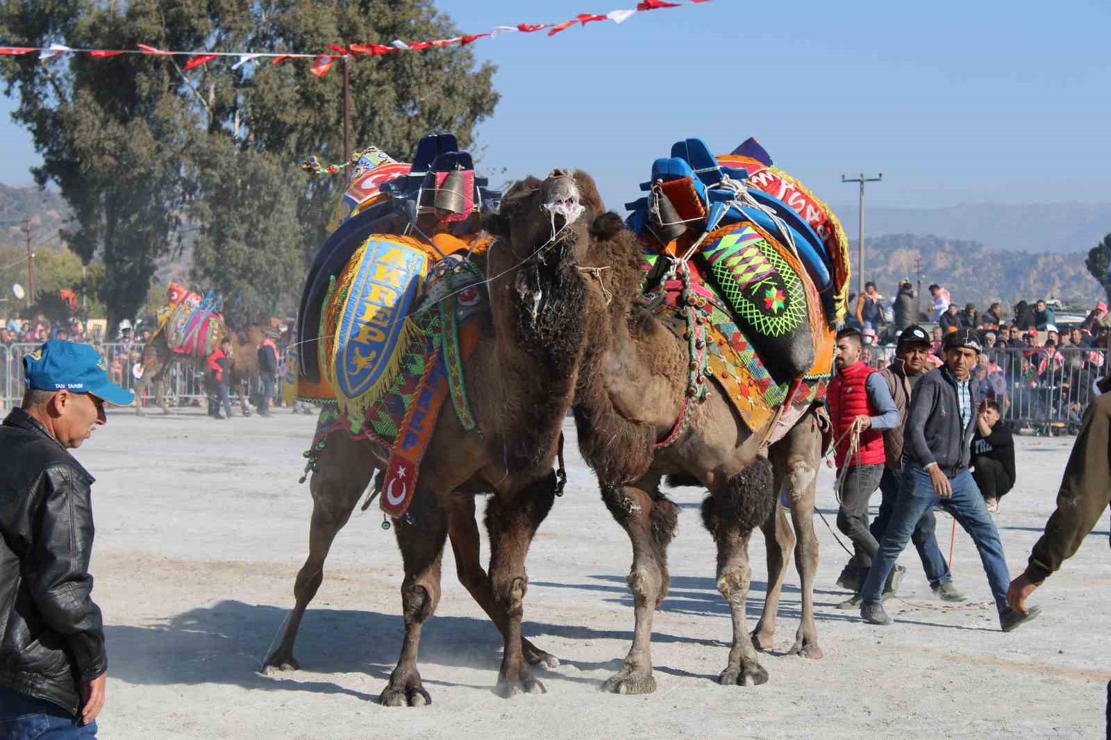Deve güreşi takvimi belli oldu
