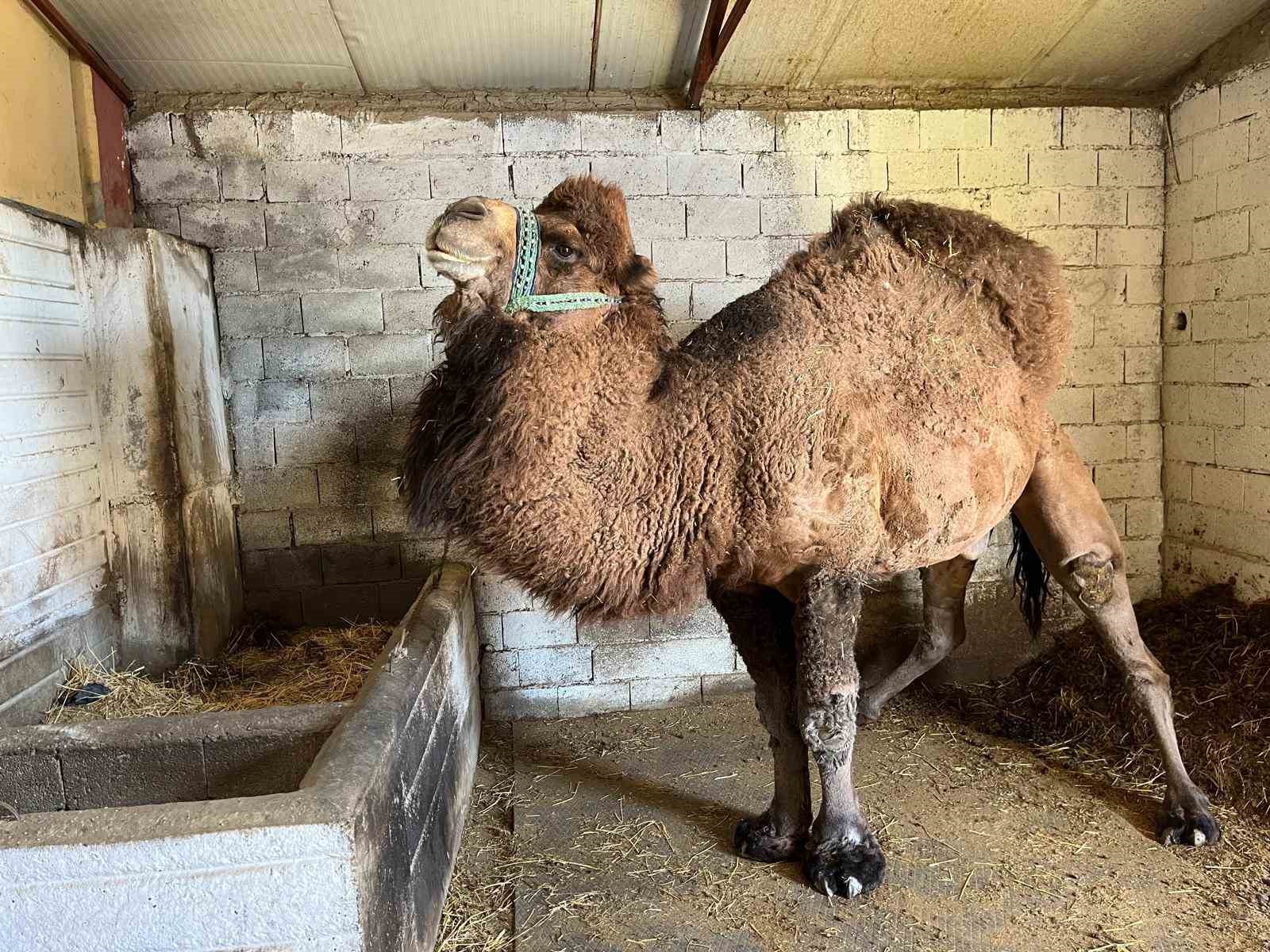 Deve güreşleri iptal edilince develer dinlenmeye çekildi
