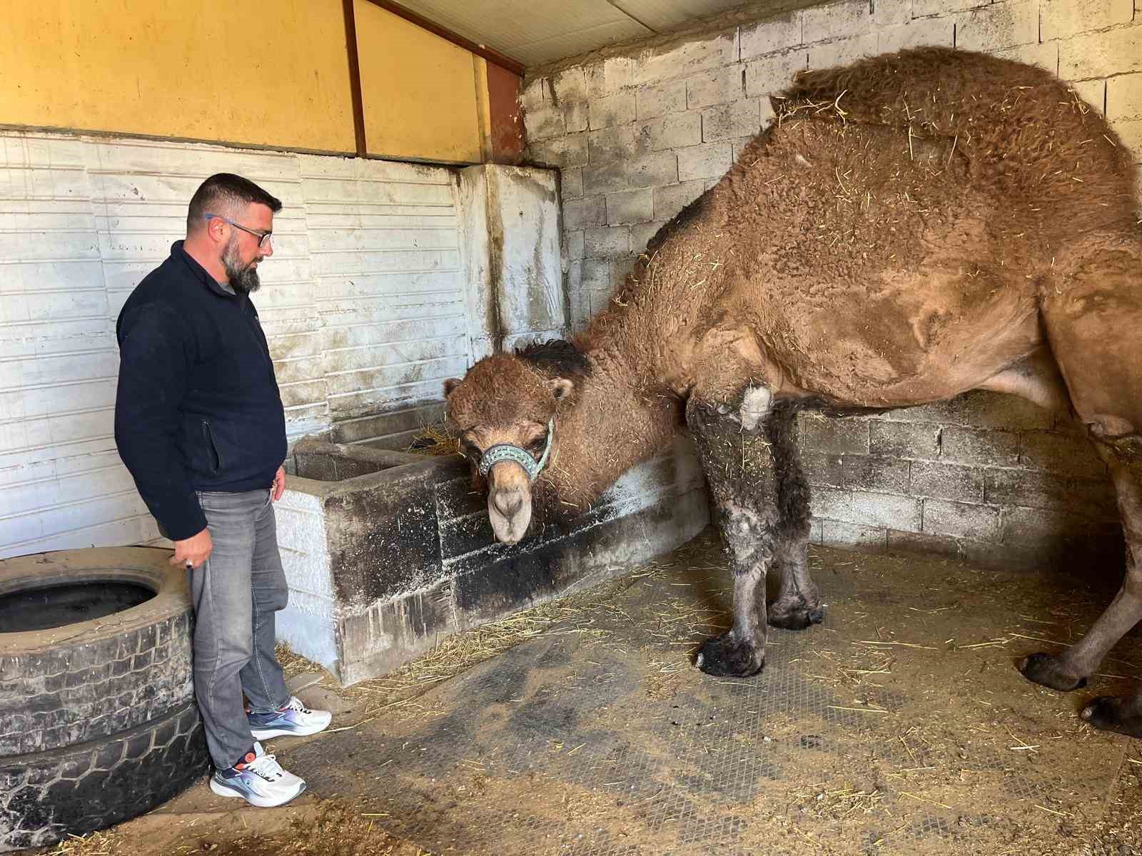 Deve güreşleri iptal edilince develer dinlenmeye çekildi
