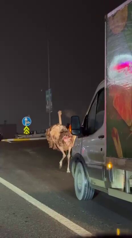 Deve kuşu, trafiği alt üst etti
