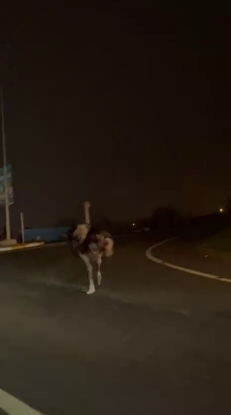 Deve kuşu, trafiği alt üst etti
