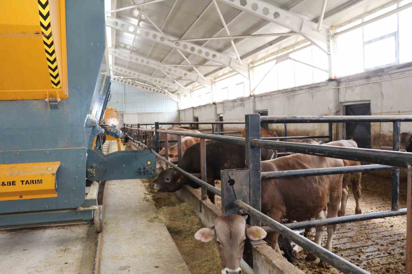 Devlet desteği ile kurduğu akıllı ahır projesiyle verimliliği artırdı
