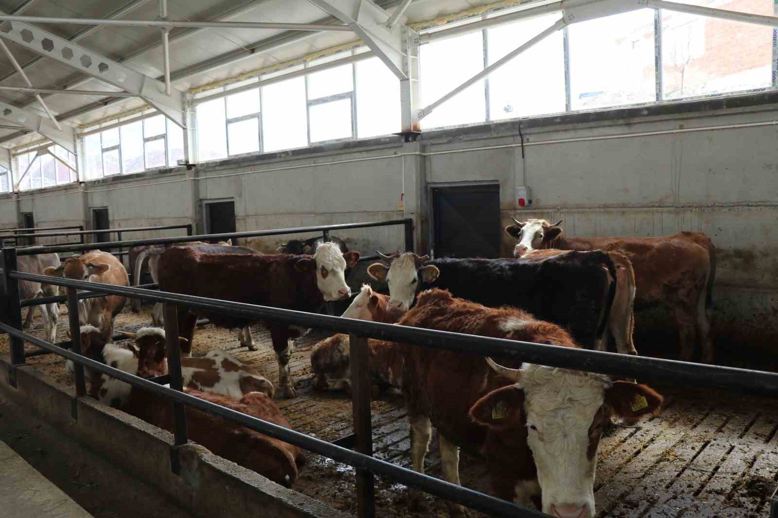 Devlet desteği ile kurduğu akıllı ahır projesiyle verimliliği artırdı
