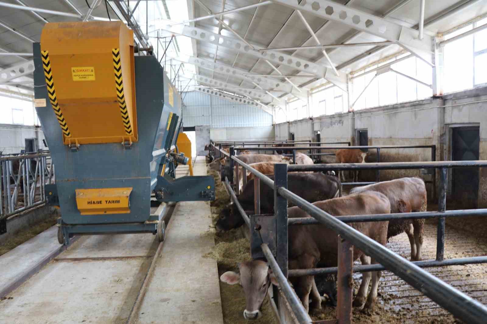 Devlet desteği ile kurduğu akıllı ahır projesiyle verimliliği artırdı
