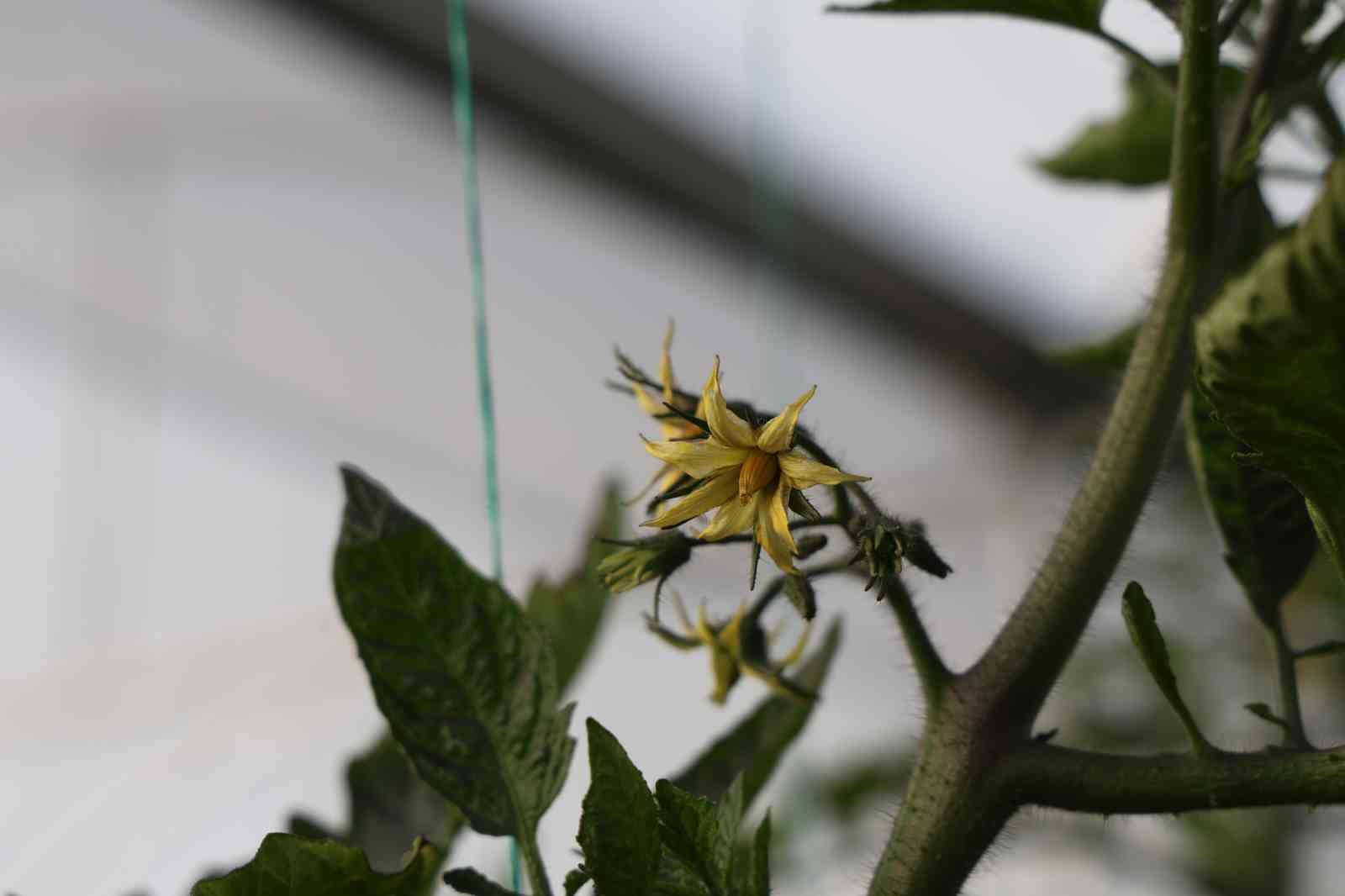 Devlet desteğiyle kendi işlerinin sahibi oldular, üretime başladılar
