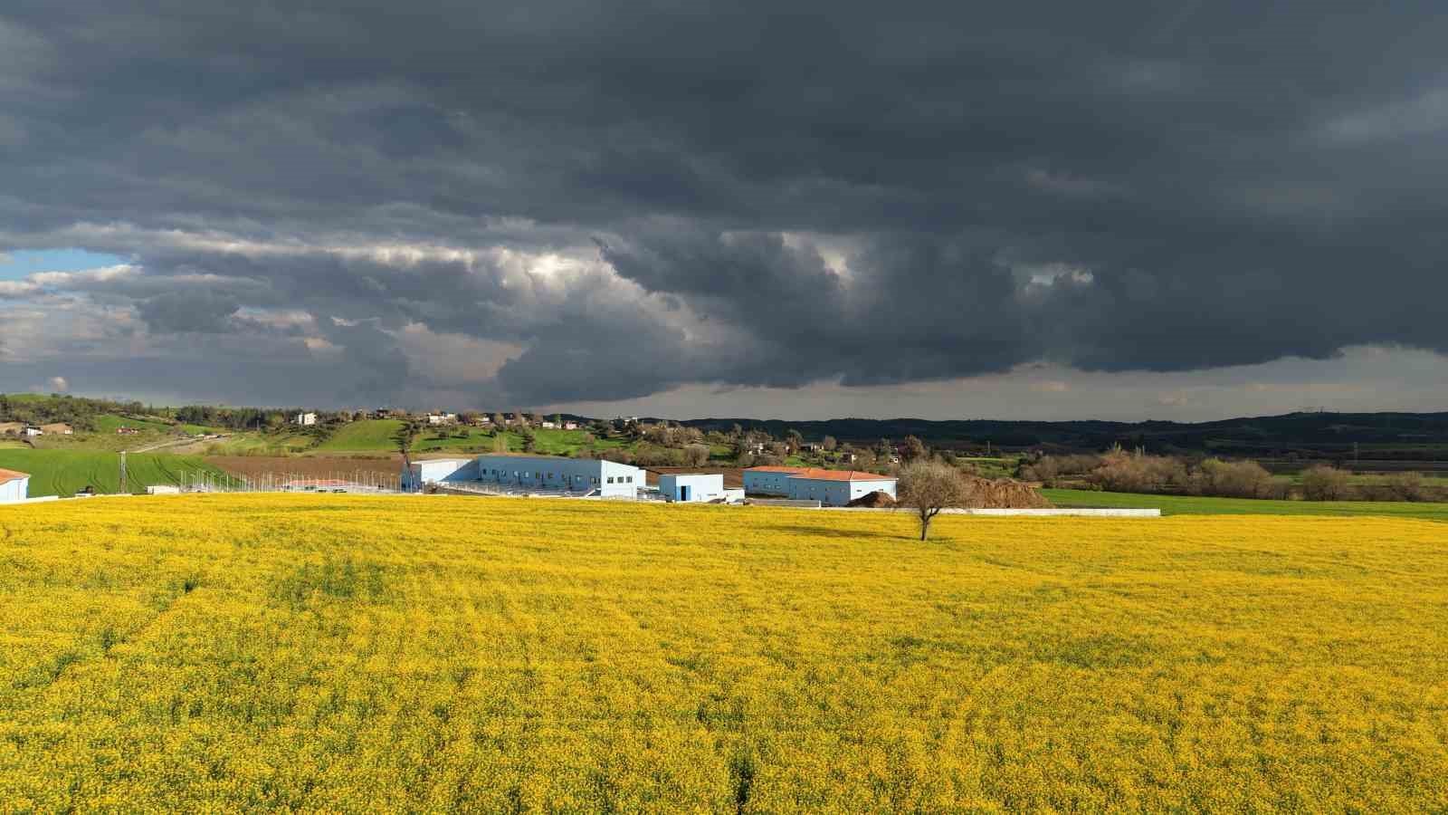 Devlet destekli kanola üretimi Adanalı çiftçinin yüzünü güldürdü
