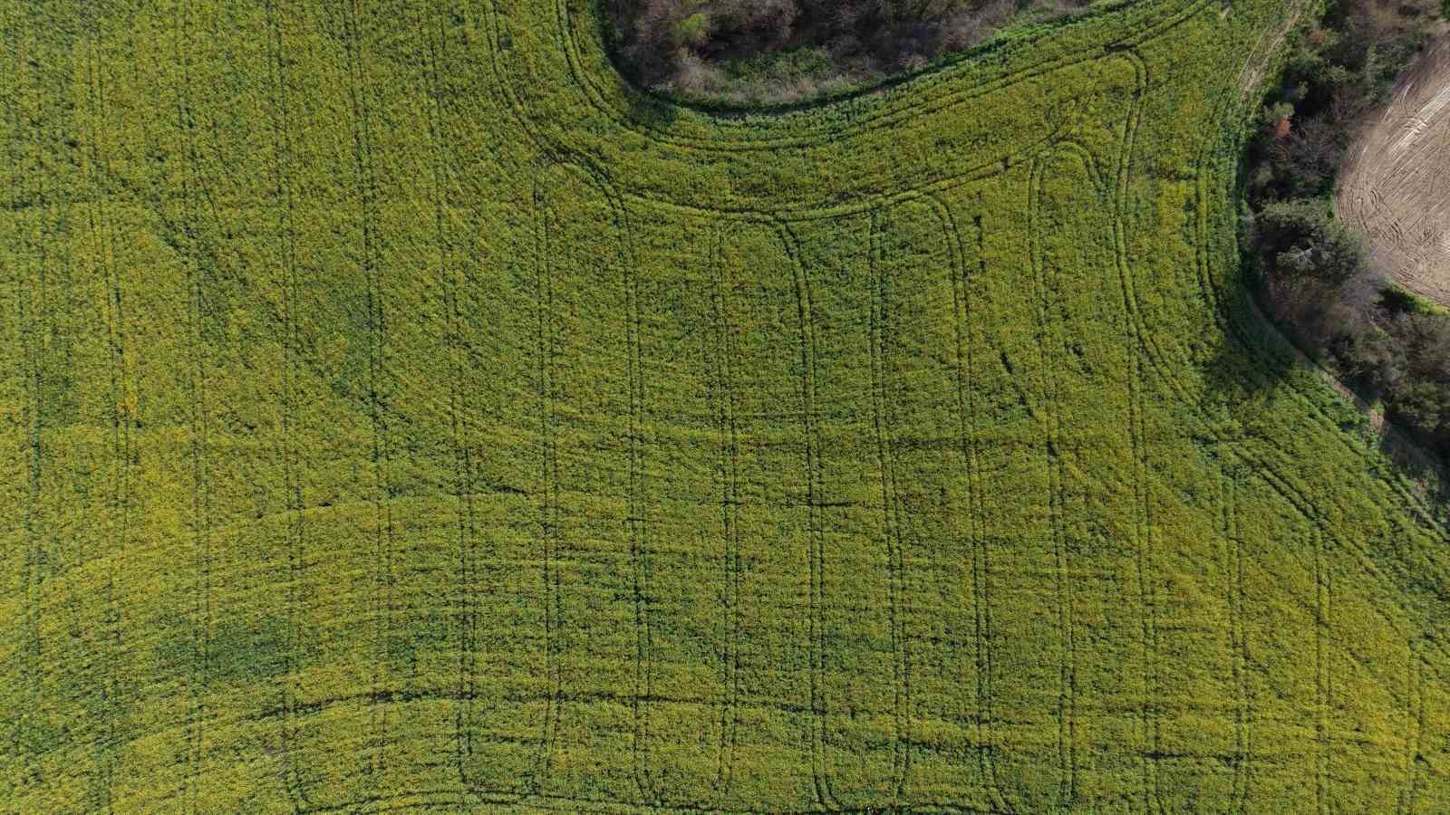 Devlet destekli kanola üretimi Adanalı çiftçinin yüzünü güldürdü
