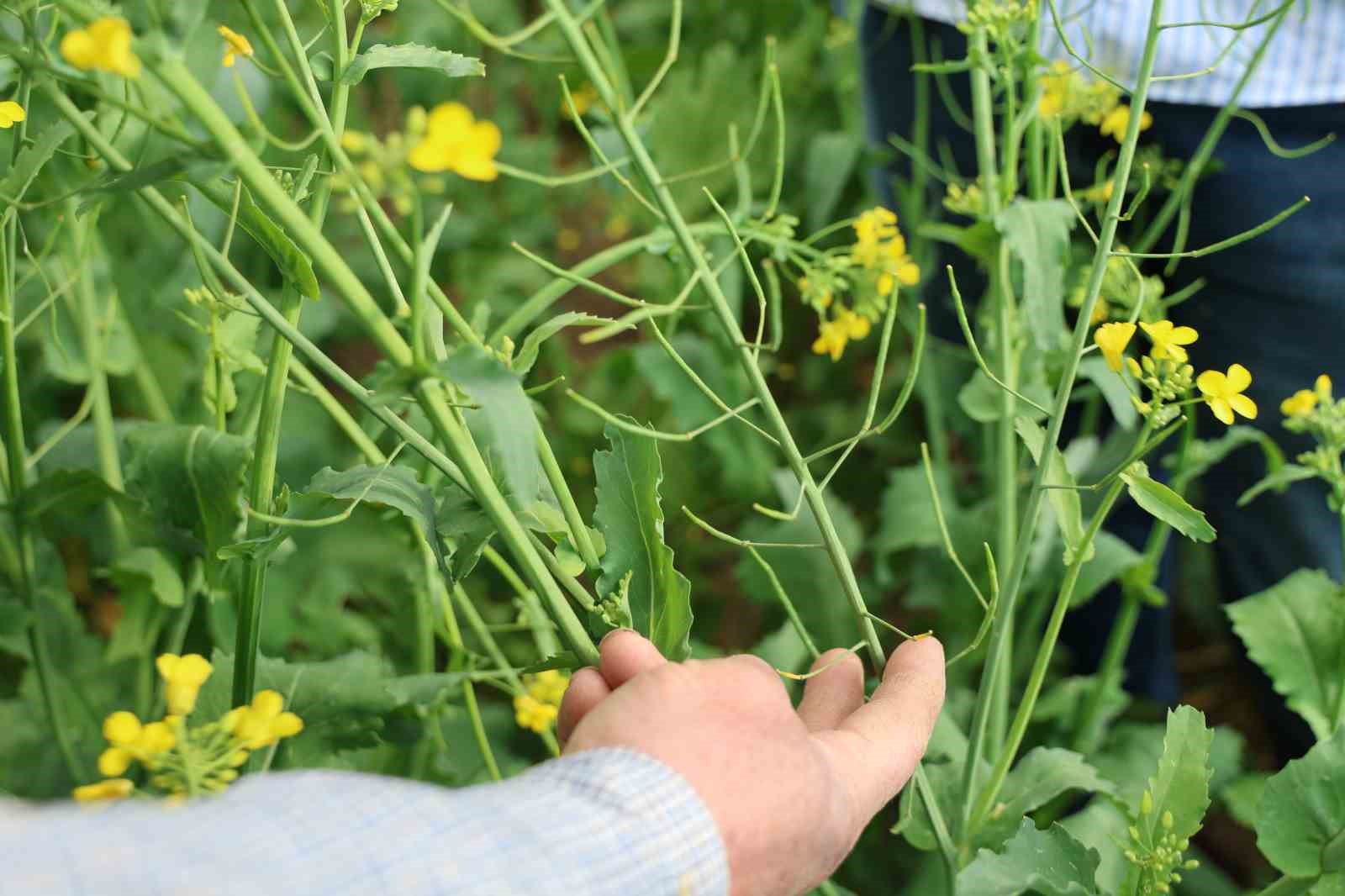 Devlet destekli kanola üretimi Adanalı çiftçinin yüzünü güldürdü

