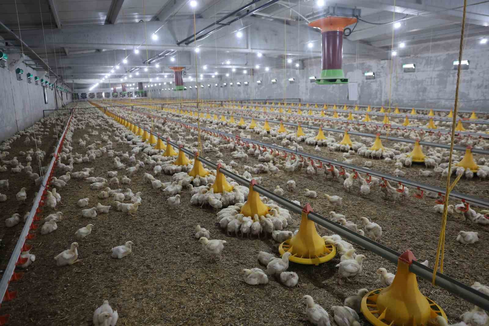 Devletten aldığı destekle ikinci çiftliğini açtı
