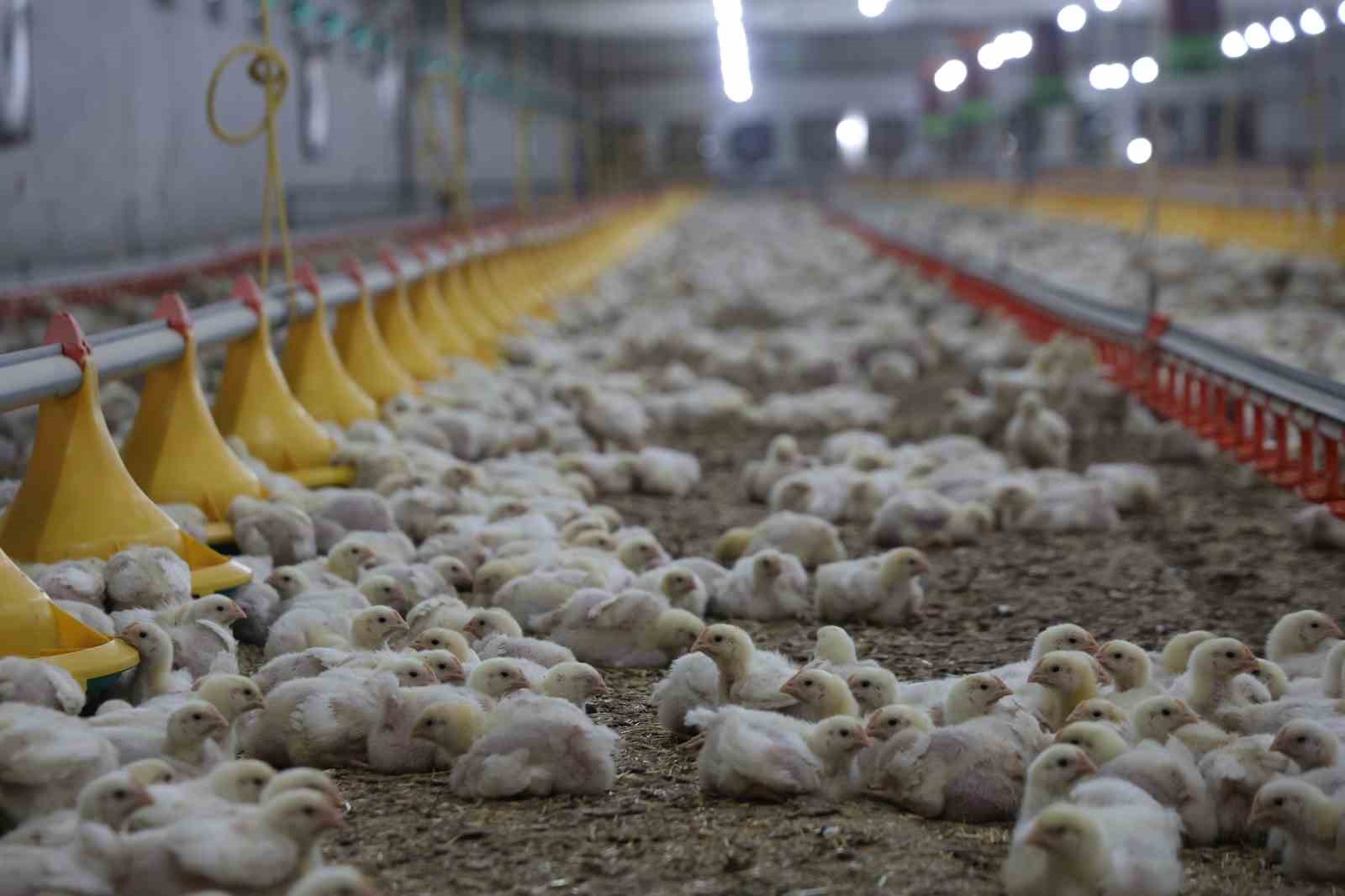 Devletten aldığı destekle ikinci çiftliğini açtı
