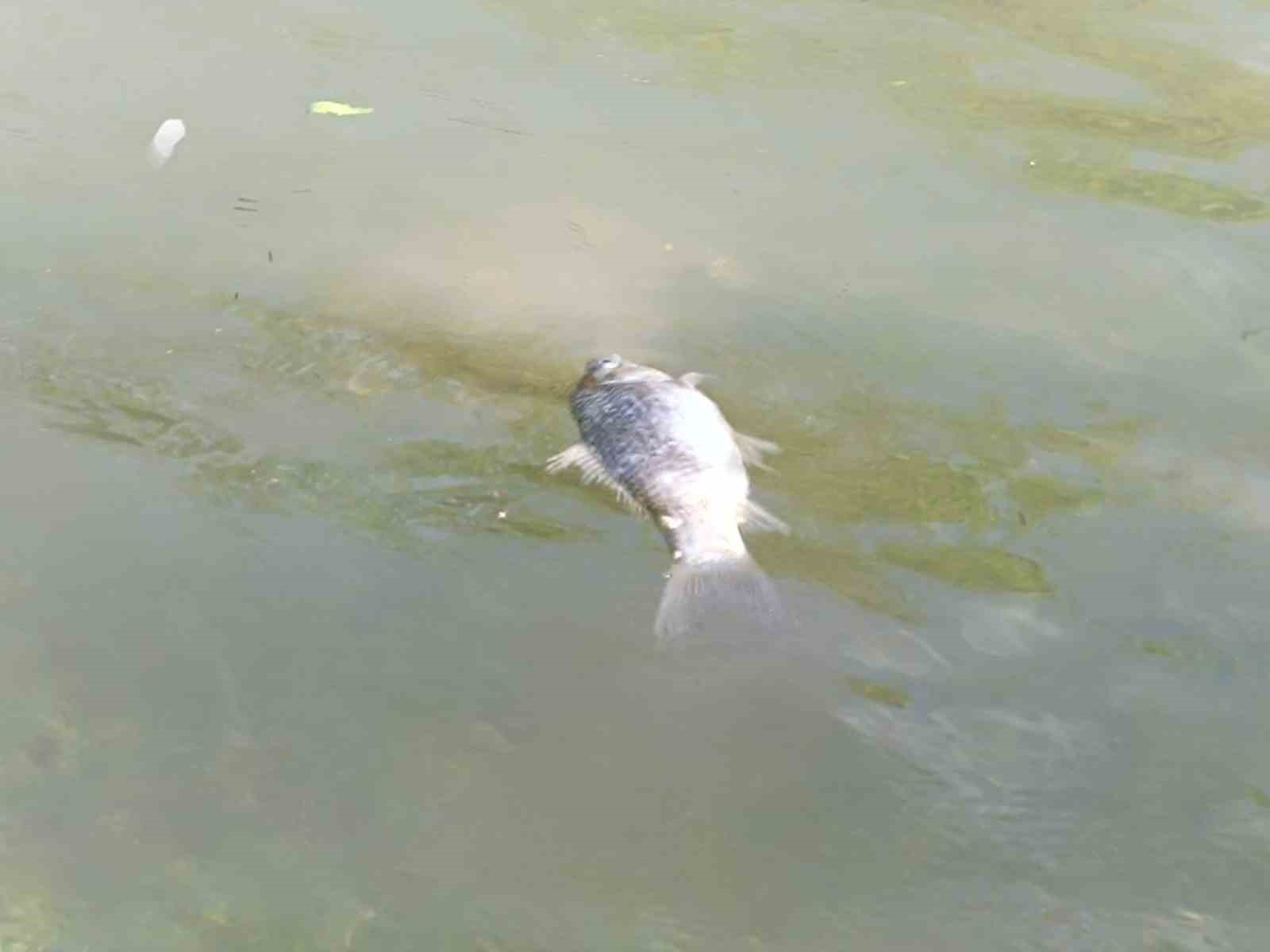 Dicle Nehri’nde balık ölümleri tedirgin etti
