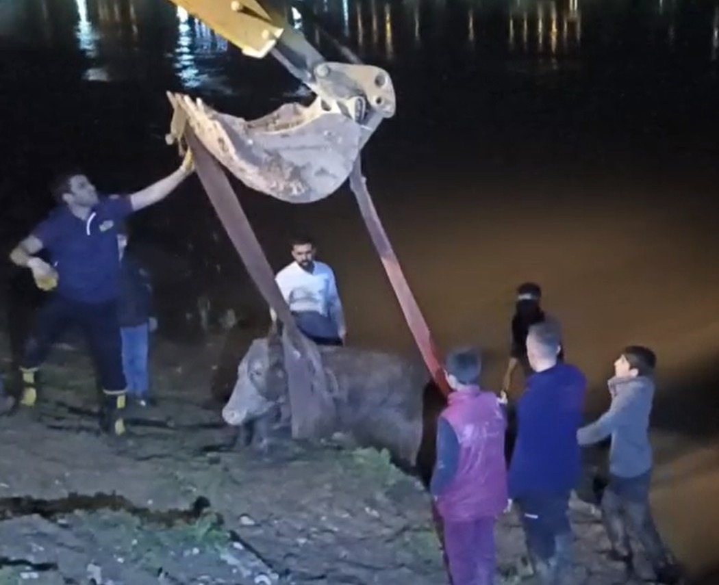 Dicle Nehri’ne düşen ineği itfaiye iş makinesiyle kurtardı
