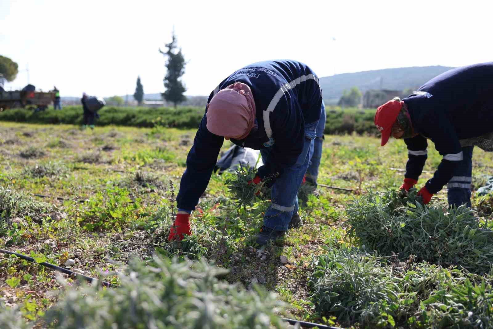 Didim’de ada çayı hasadı yapıldı

