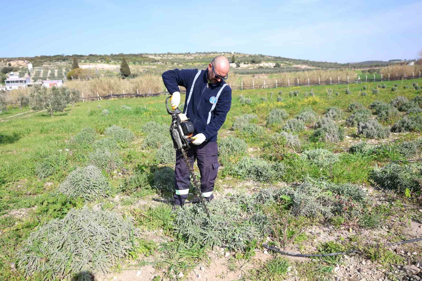 Didim’de ada çayı hasadı yapıldı
