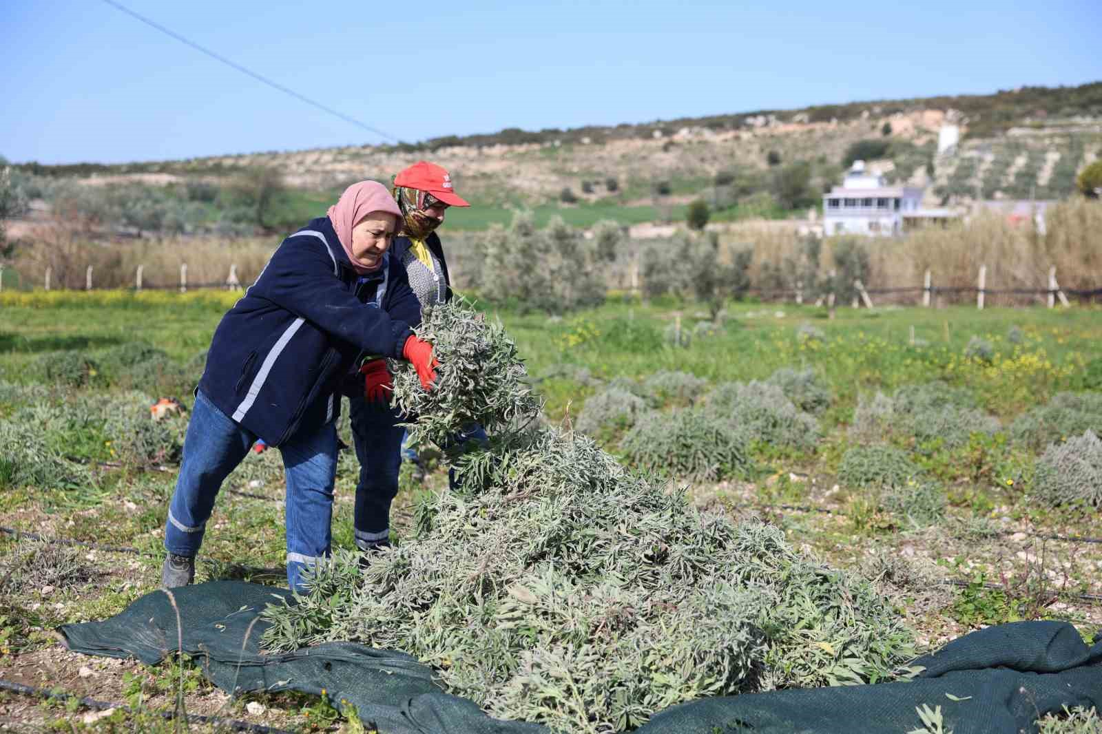 Didim’de ada çayı hasadı yapıldı
