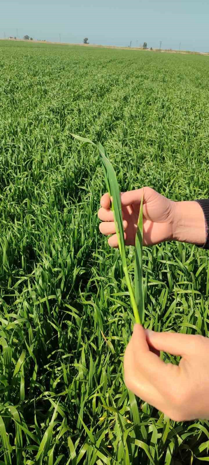 Didim’de hububat ekili araziler temiz çıktı
