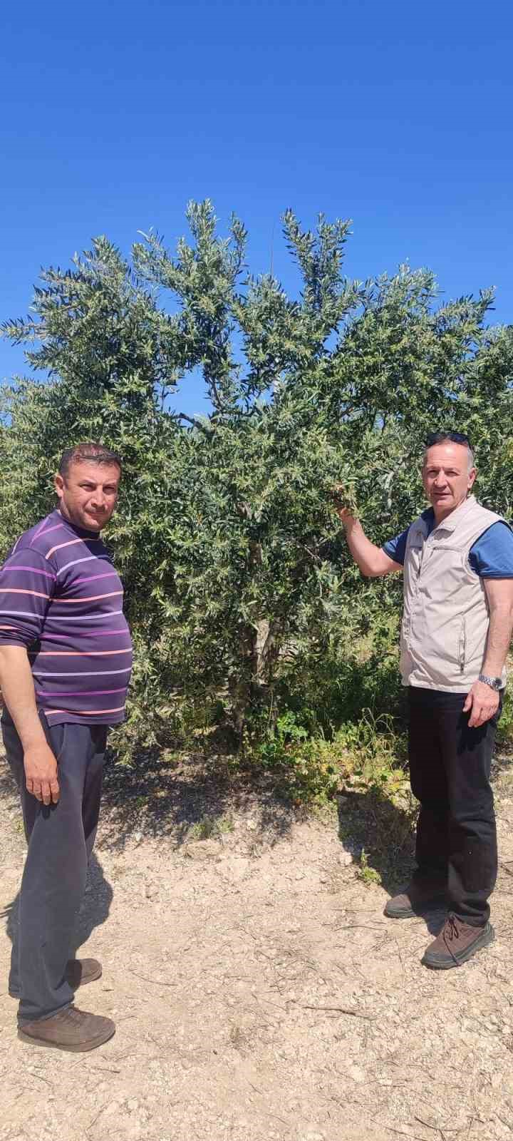 Didim’de zeytin üreticilerine zararlı uyarısı
