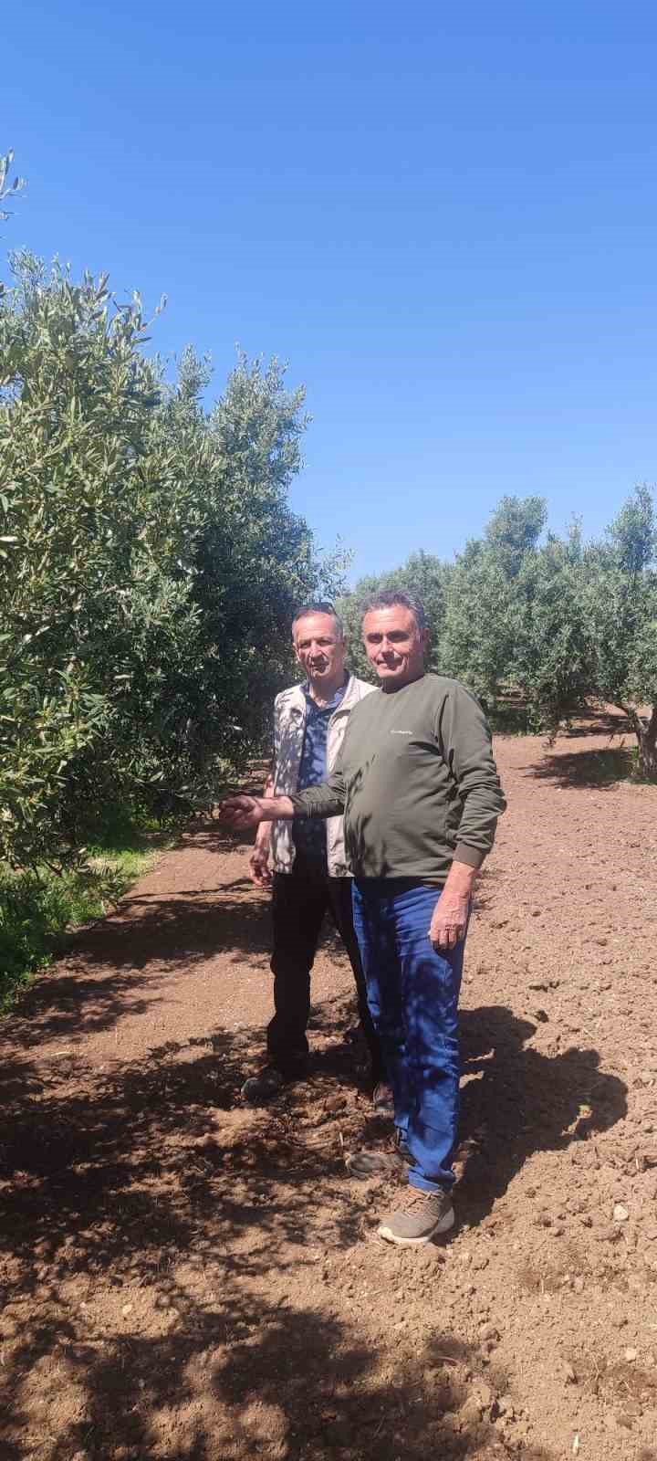 Didim’de zeytin üreticilerine zararlı uyarısı
