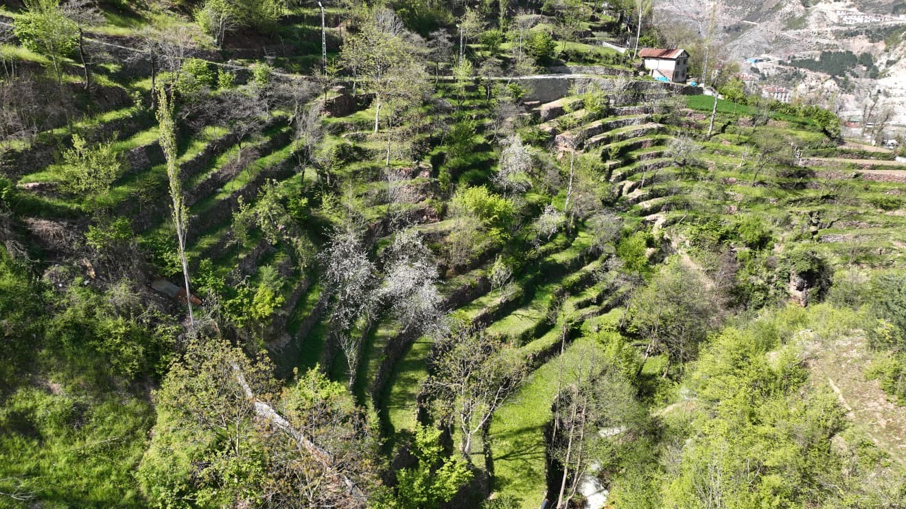 Dik yamaçta 60 yıllık emek, taş duvarlarla kurulan miras
