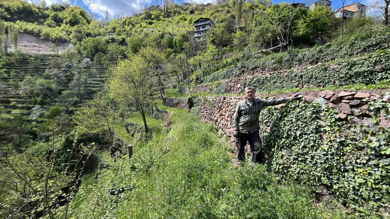Dik yamaçta 60 yıllık emek, taş duvarlarla kurulan miras
