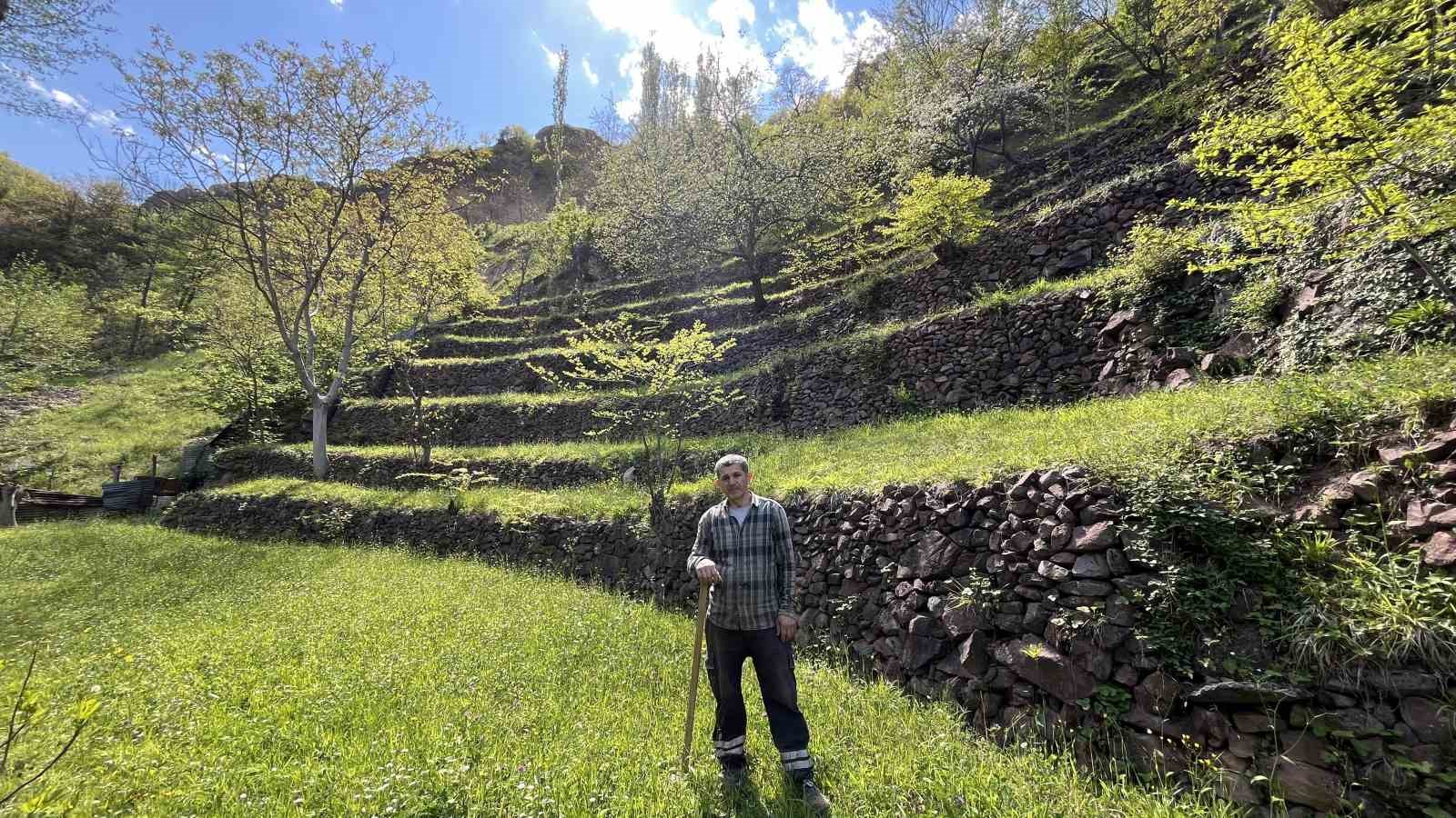 Dik yamaçta 60 yıllık emek, taş duvarlarla kurulan miras
