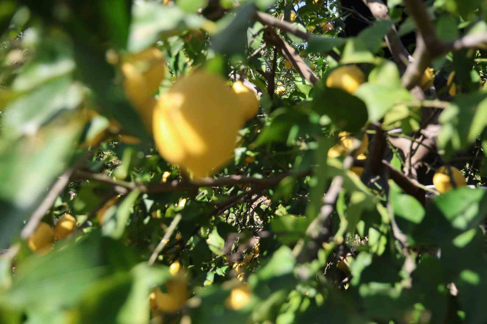 Dikenli limon üreticinin yüzünü güldürdü
