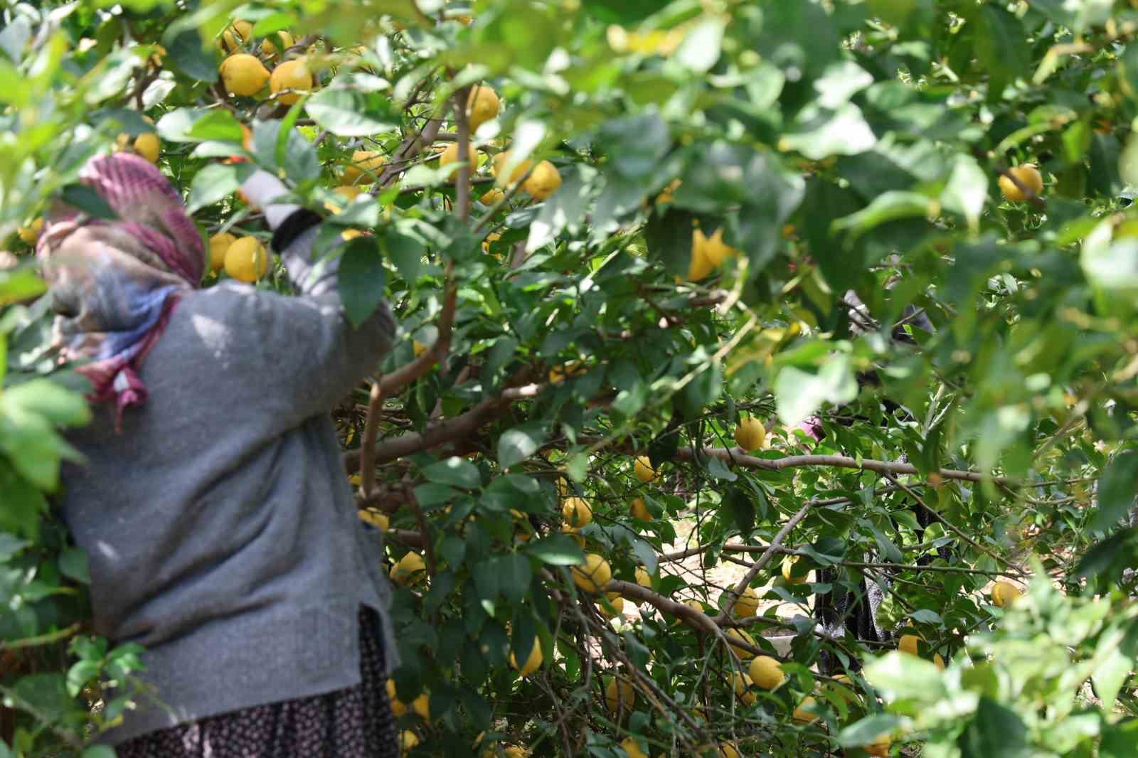 Dikenli limon üreticinin yüzünü güldürdü
