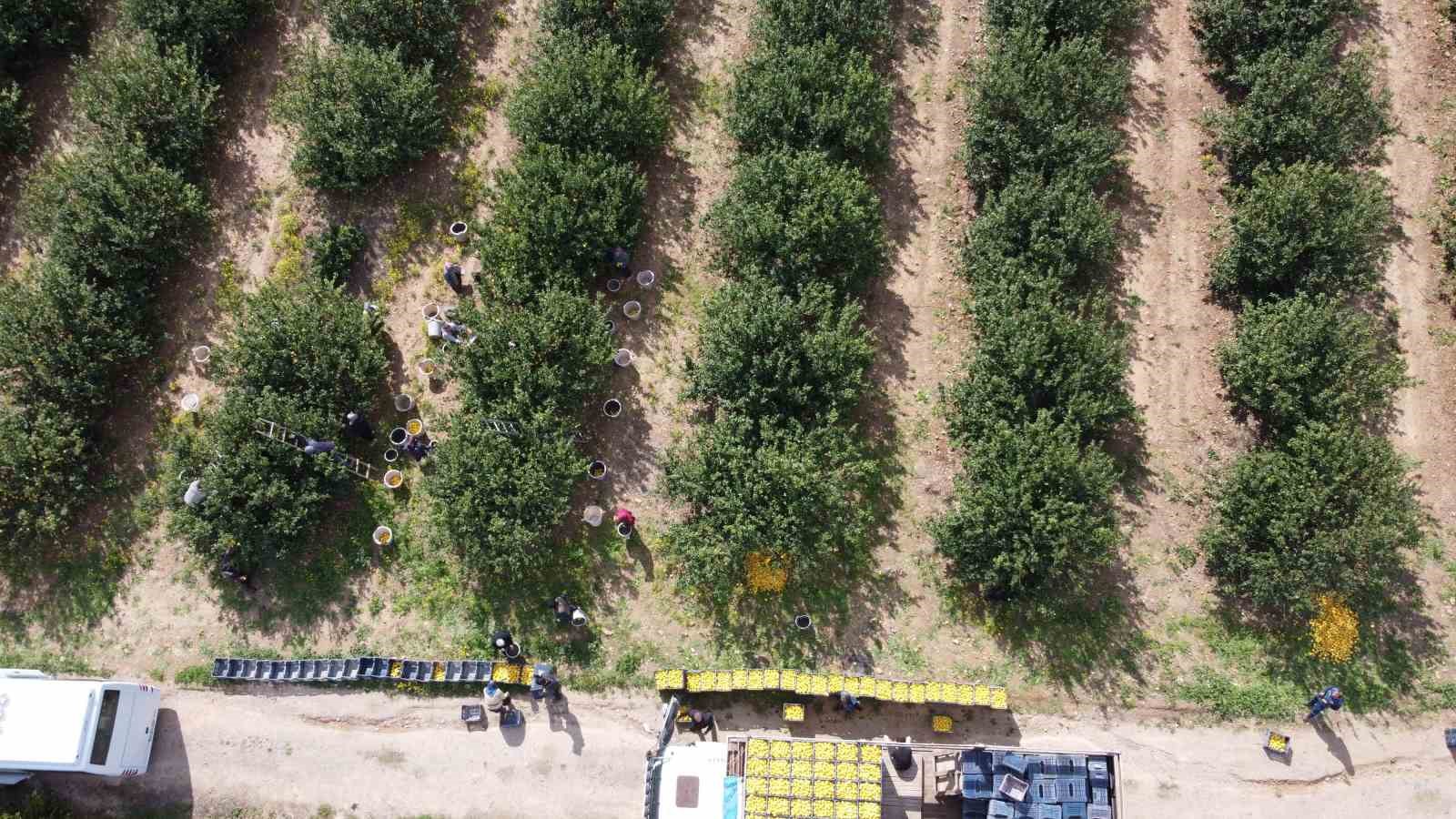Dikenli limon üreticinin yüzünü güldürdü
