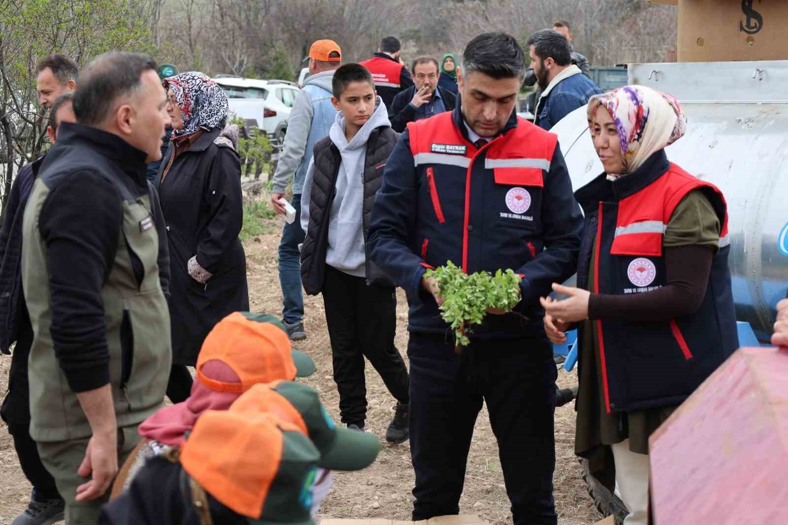 Dinar’da ‘Kekik Yetiştiriciliği Projesi’ devam ediyor

