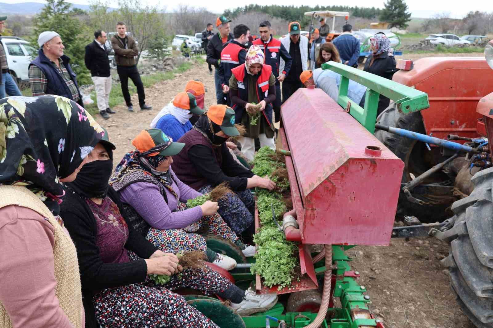 Dinar’da ‘Kekik Yetiştiriciliği Projesi’ devam ediyor

