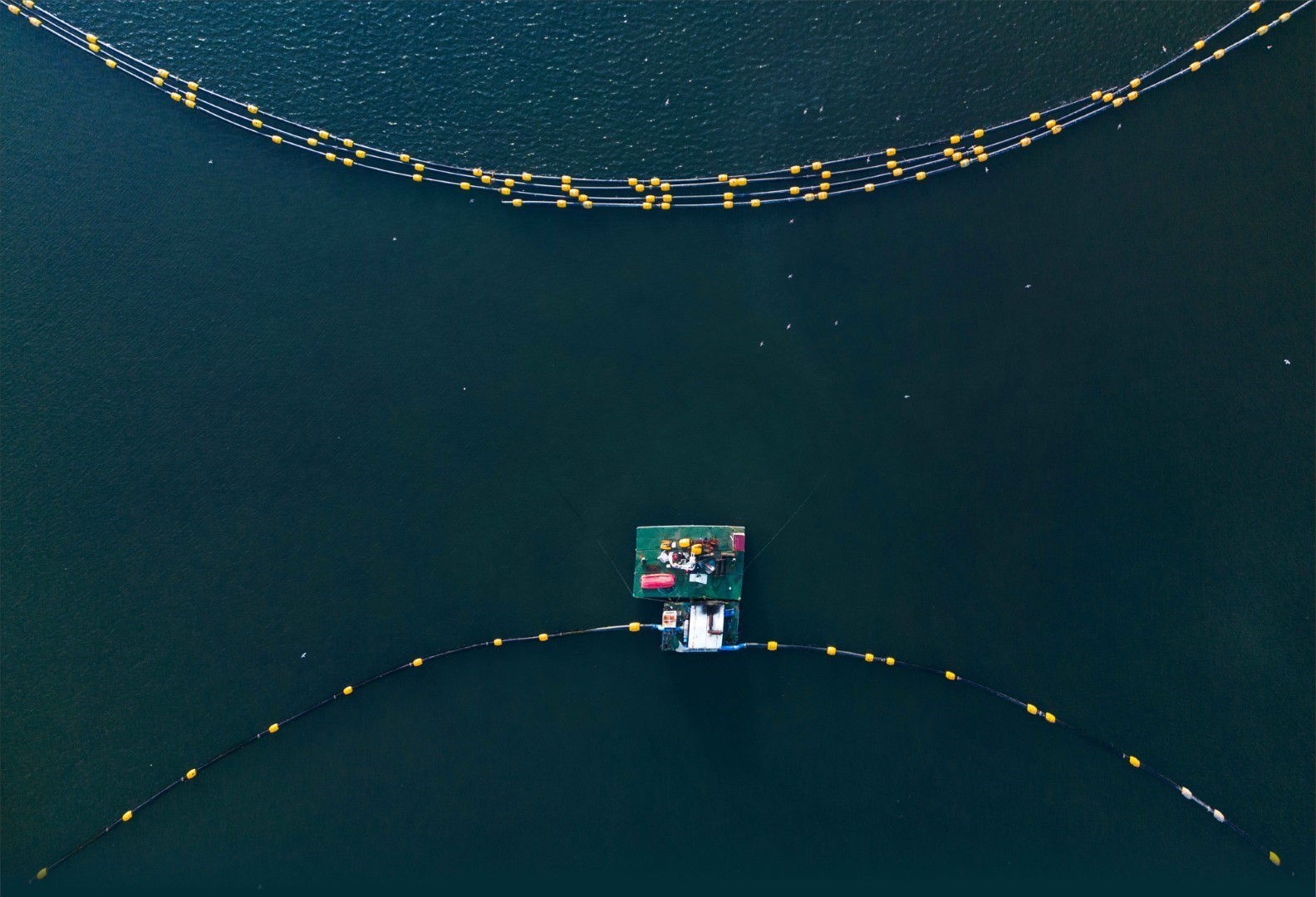 Dip çamuru temizliği İzmit Körfezi’ne yunusları geri getirdi
