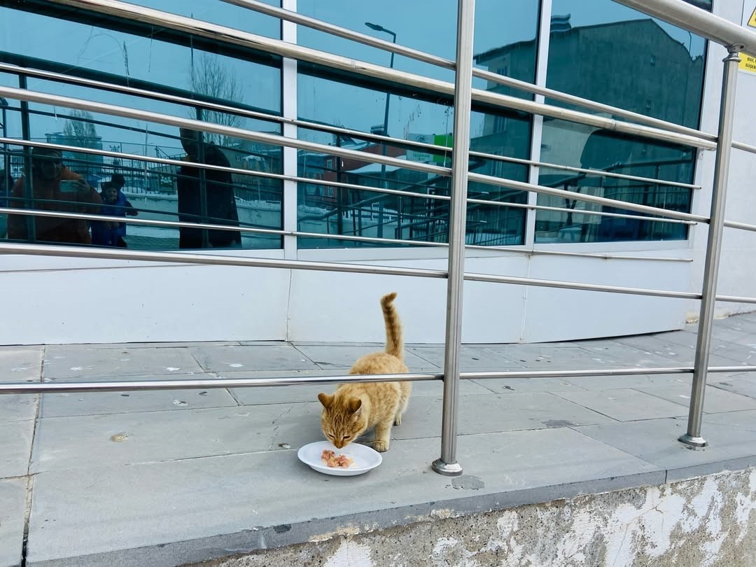 Diyadin’de gençlerden sokak hayvanlarına anlamlı destek
