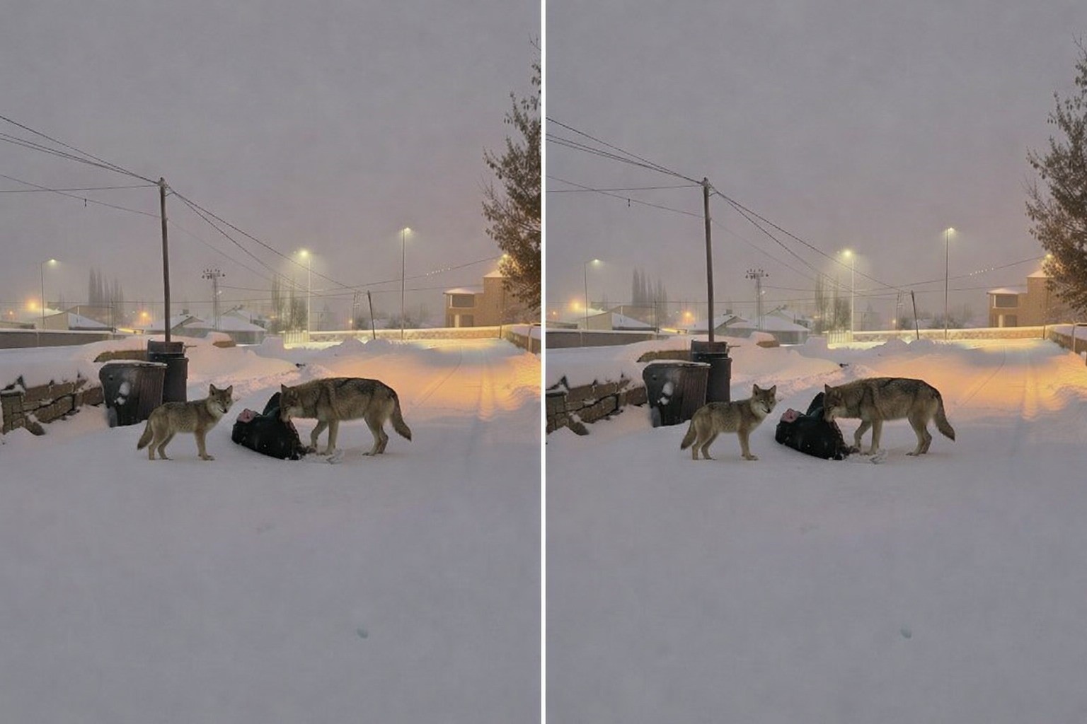 Diyadin’de kurtlar mahalle arasına indi
