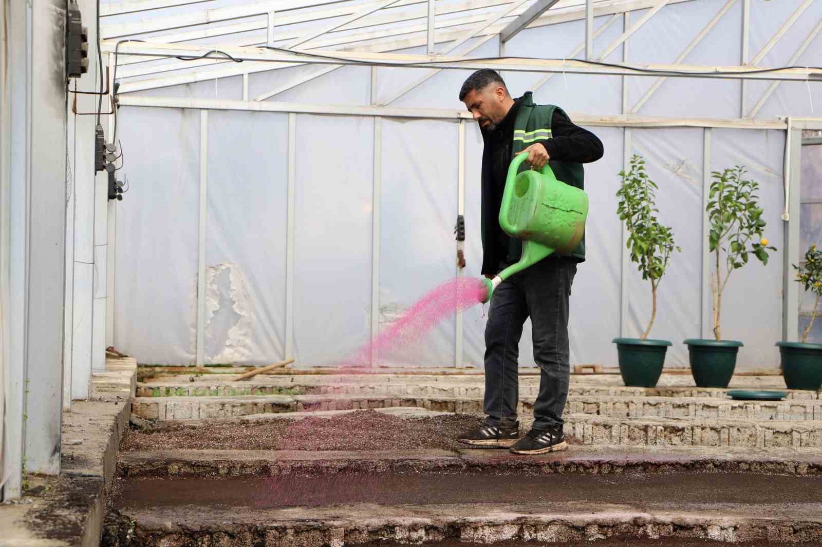 Diyarbakır’a 2 milyon Çin karanfili ekilecek
