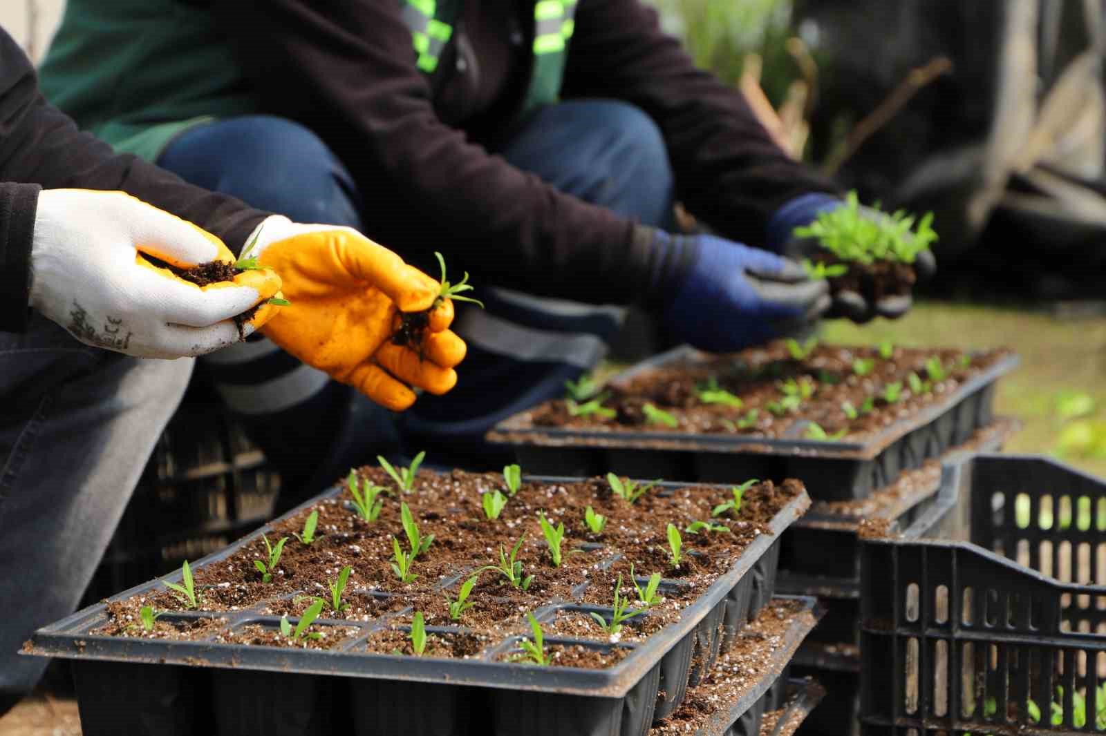 Diyarbakır’a 2 milyon Çin karanfili ekilecek
