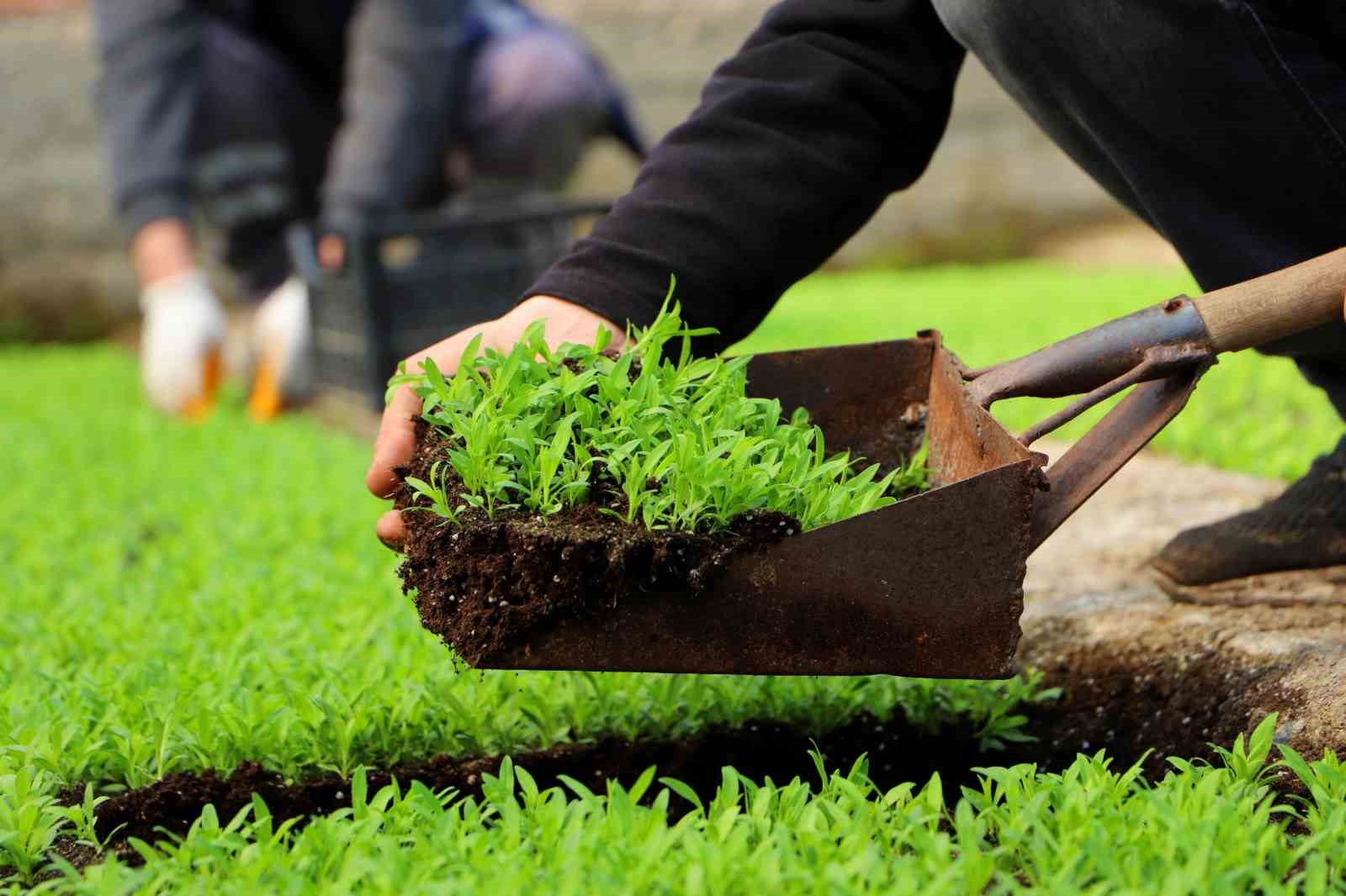 Diyarbakır’a 2 milyon Çin karanfili ekilecek
