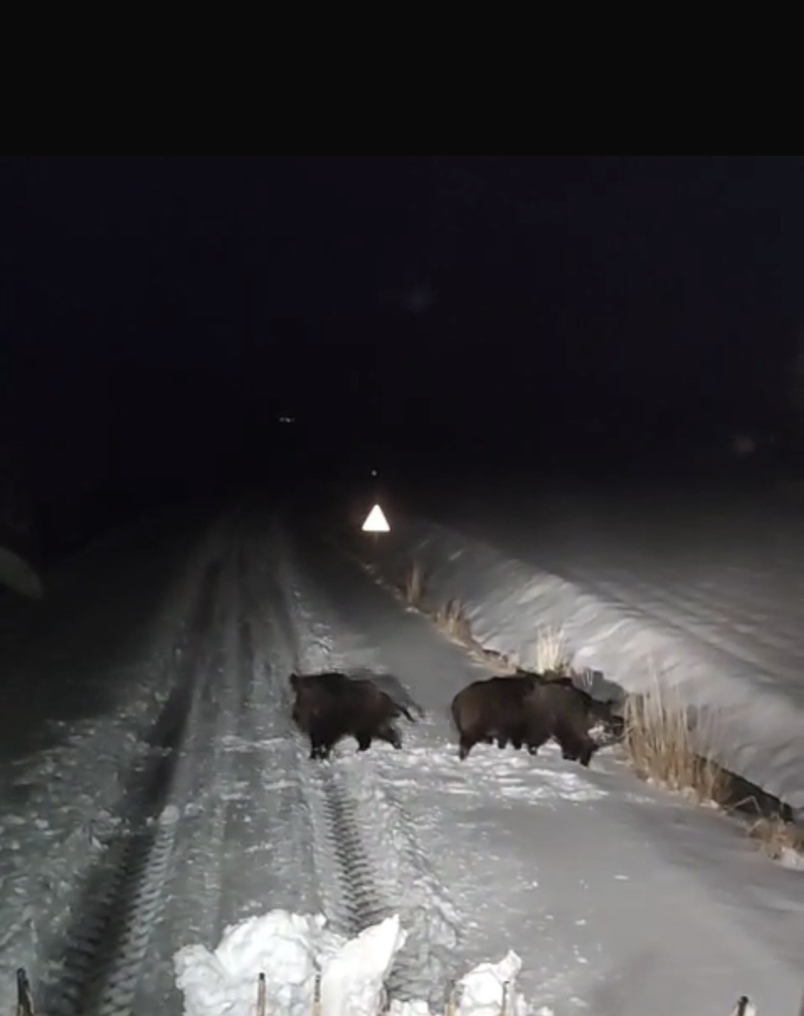 Diyarbakır’da aç kalan kurt ve domuz sürüsü yerleşim yerine indi
