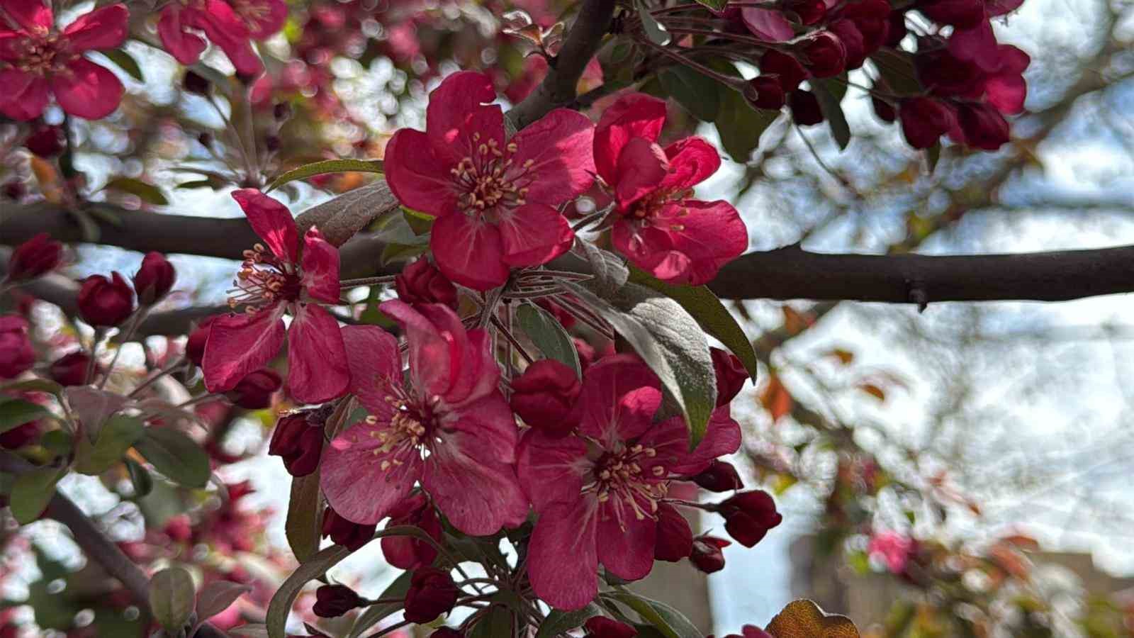 Diyarbakır’da ağaçlar ’kırmızıya’ büründü
