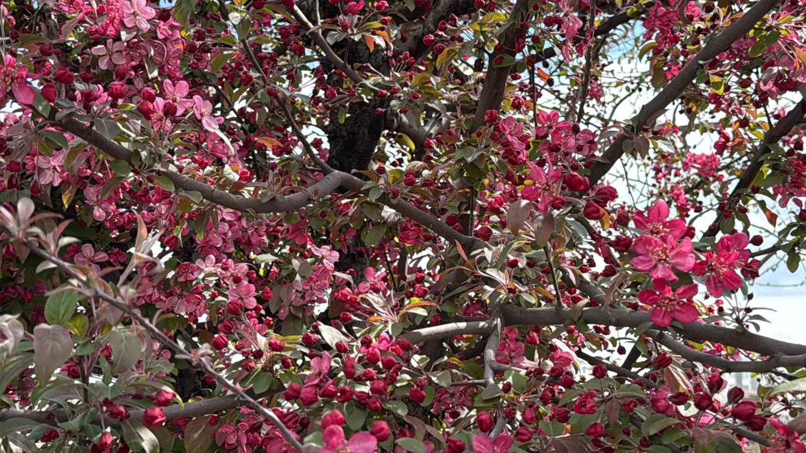 Diyarbakır’da ağaçlar ’kırmızıya’ büründü
