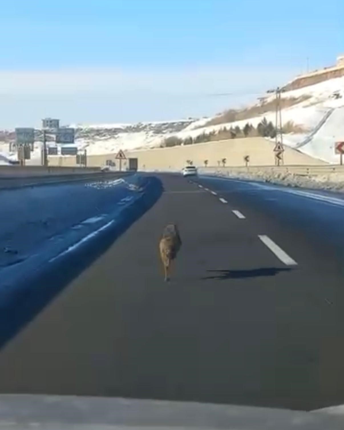Diyarbakır’da ana yola inen bir kurt, uzun süre bir aracın önünde koştu
