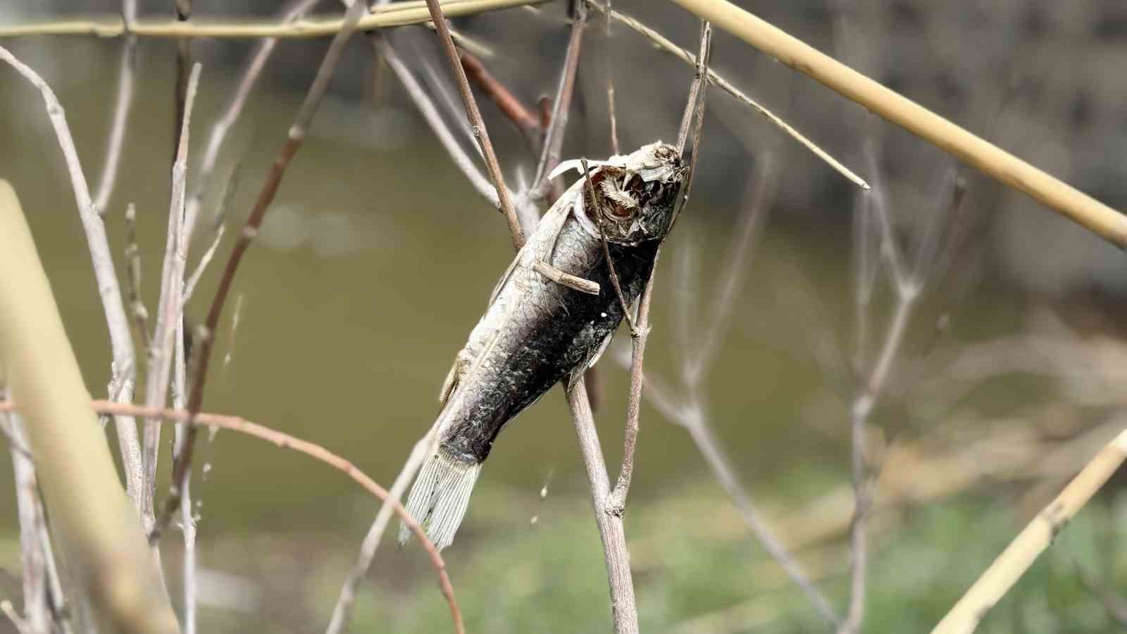 Diyarbakır’da aşırı yağışlar sonrası suyun geri çekilmesiyle balıklar telef oldu
