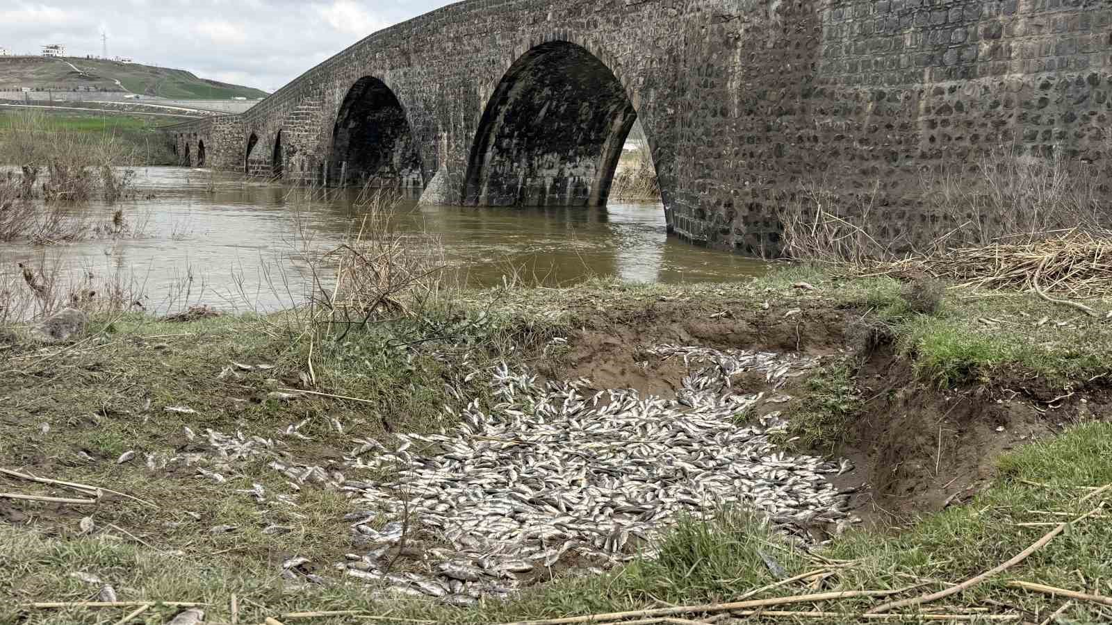 Diyarbakır’da aşırı yağışlar sonrası suyun geri çekilmesiyle balıklar telef oldu
