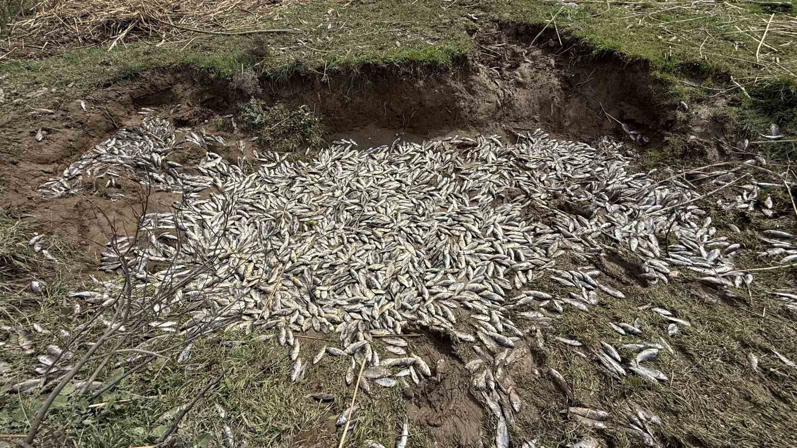 Diyarbakır’da aşırı yağışlar sonrası suyun geri çekilmesiyle balıklar telef oldu
