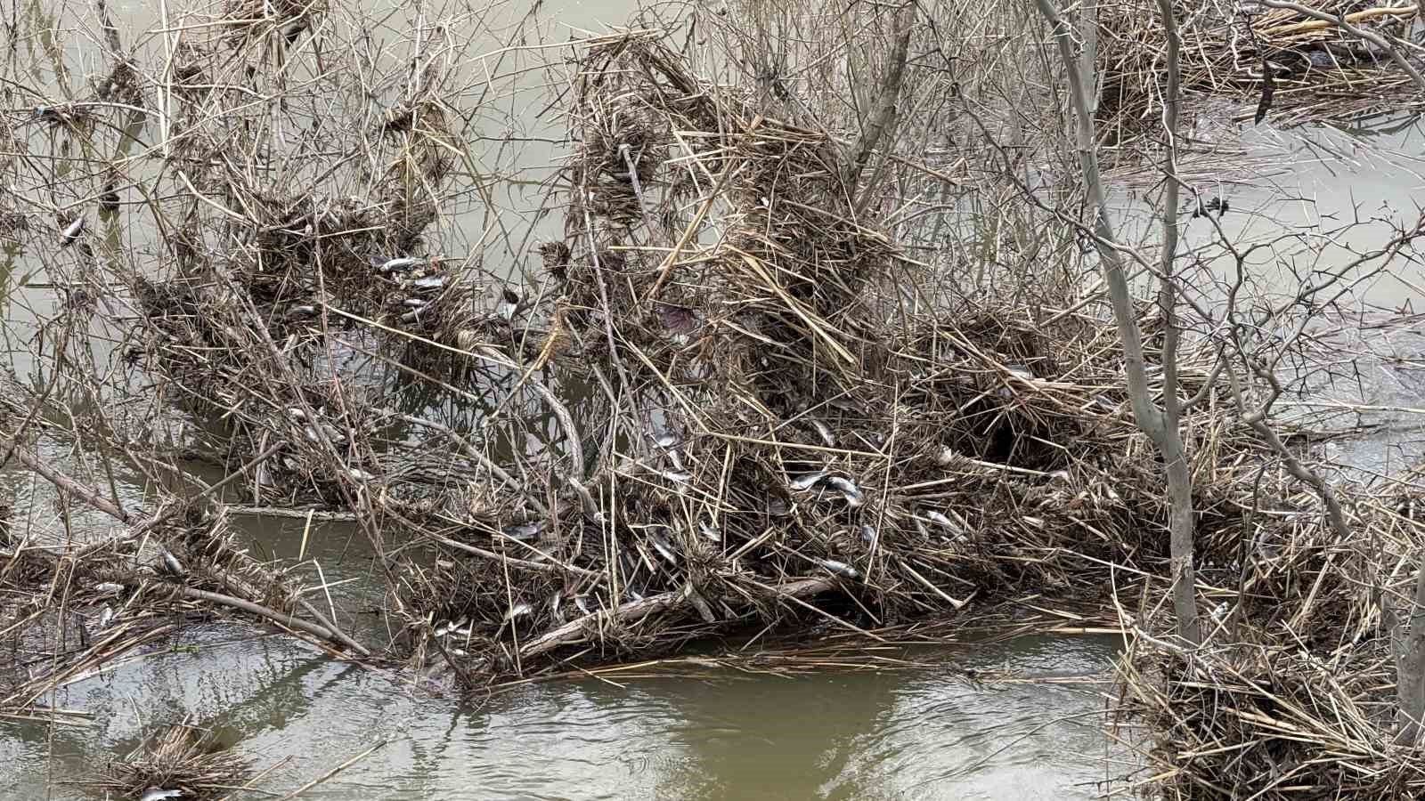 Diyarbakır’da aşırı yağışlar sonrası suyun geri çekilmesiyle balıklar telef oldu
