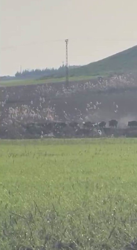 Diyarbakır’da domuz sürüsü görüntülendi
