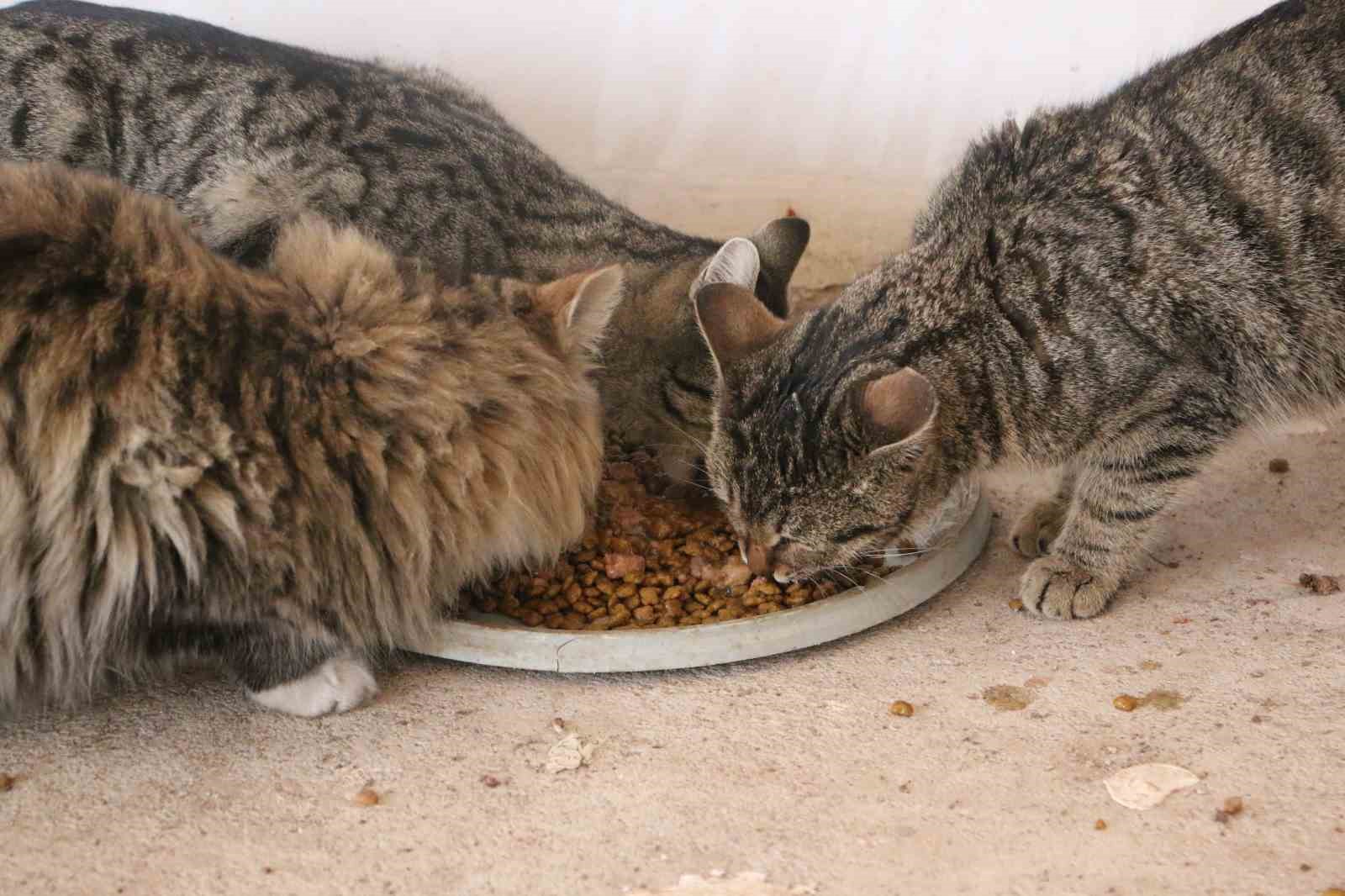 Diyarbakır’da hayvanların sessiz kahramanı
Diyarbakır’da hayvanların sessiz kahramanı