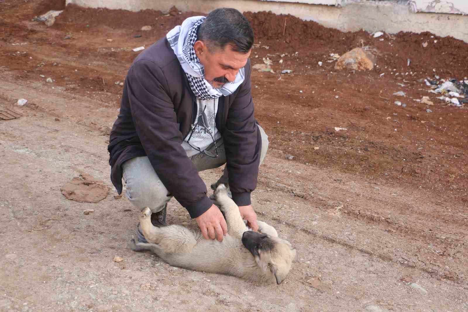 Diyarbakır’da hayvanların sessiz kahramanı
Diyarbakır’da hayvanların sessiz kahramanı