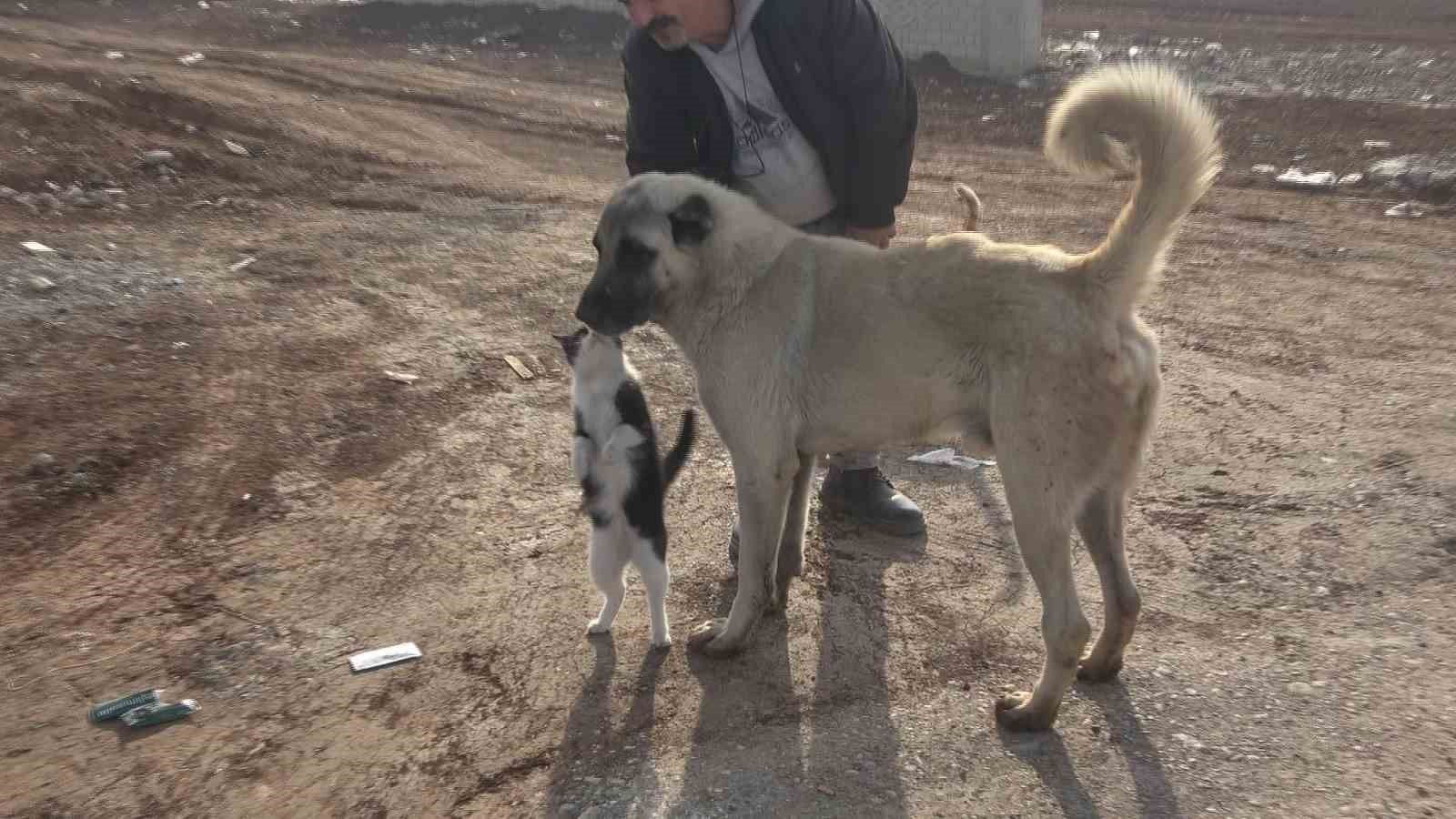 Diyarbakır’da hayvanların sessiz kahramanı
Diyarbakır’da hayvanların sessiz kahramanı