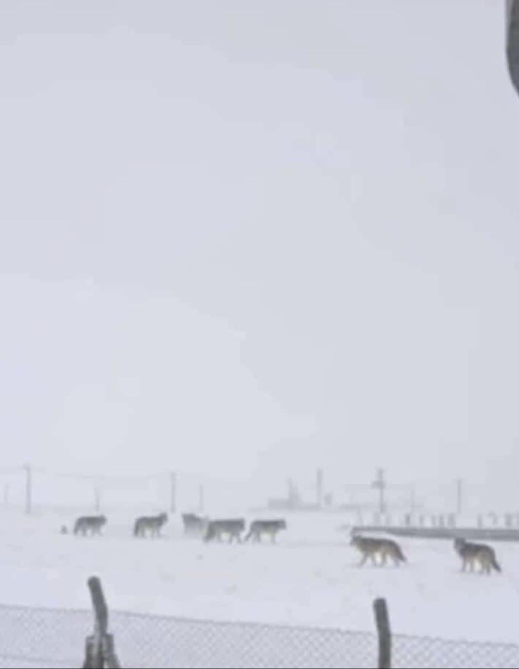 Diyarbakır’da kurtlar yerleşim yerlerine indi
