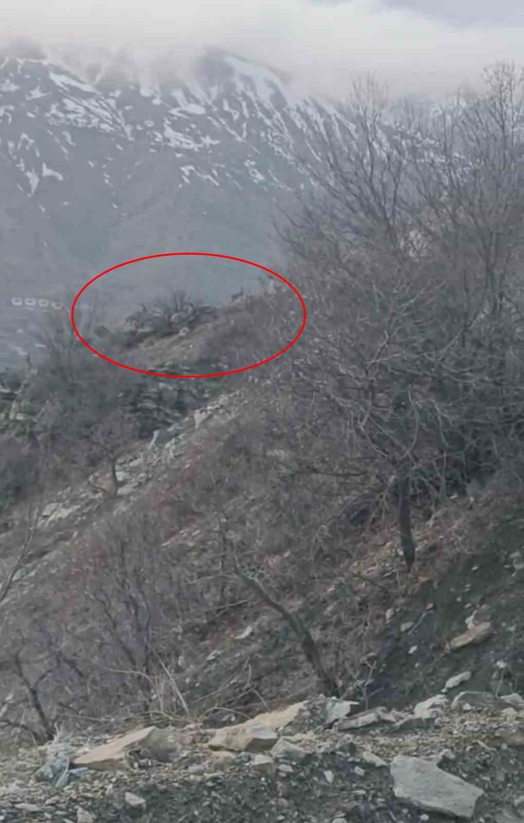 Diyarbakır’da nesli koruma altında bulunan dağ keçileri görüntülendi
